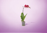 Phalaenopsis 1 tige pot 12 cm en promo chez Netto Aulnay-sous-Bois à 6,99 €