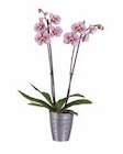 Aktuelle Pflanzen Angebote bei Lidl in Paderborn Aktuelles Phalaenopsis in Keramik Angebot bei Lidl in Paderborn ab 8,99 €