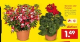 Aktuelles Geranien Angebot bei Netto Marken-Discount in Mainz ab 1,49 €