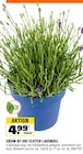 Aktuelle Blumen Angebote bei OBI in Siegen (Universitätsstadt) Aktuelles ECHTER LAVENDEL Angebot bei OBI in Siegen (Universitätsstadt) ab 4,99 €