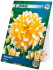 Blumenzwiebeln Frühjahr 2025 Angebote bei Netto mit dem Scottie Dresden für 0,99 €