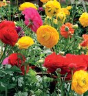 Renoncule à Jardineries du terroir dans Archamps