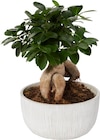 Ficus ginseng à Carrefour dans Annot