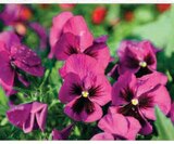 Pensée ou viola à U Express dans Le Vieux-Bourg Pensée ou viola à U Express dans Le Vieux-Bourg