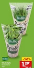 Kräutertöpfe im Angebot bei Netto Marken-Discount in Duisburg Kräutertöpfe Angebote von BioBio bei Netto Marken-Discount Duisburg für 1,29 €