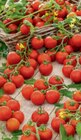 Aktuelles Tomate Angebot bei toom Baumarkt in Bielefeld ab 1,29 €
