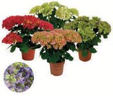 Hortensia Rouge en promo chez Hyper U Roubaix à 9,99 €