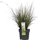 Ziergräser Angebote bei Globus-Baumarkt Lippstadt für 9,99 €