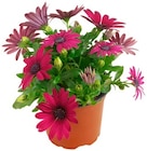 Bornholmer Margerite Angebote bei REWE Bornheim für 1,59 €