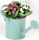 Kalanchoe in Gießkanne im aktuellen Thomas Philipps Prospekt