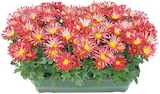 Chrysanthème américain unicolore en promo à 13,99 € chez Lidl Chrysanthème américain unicolore dans le catalogue Lidl