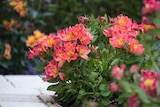 Jardiland Châtellerault - Promo Alstromère ECLOZ Promo Alstromère ECLOZ à 14,99 € dans le catalogue Jardiland à Châtellerault