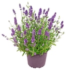 Lavendel im Angebot bei Penny in Kiel Lavendel Angebote bei Penny Kiel für 1,99 €