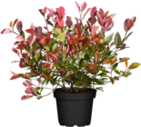 Glanzmispel 'Red Robin' Angebote von GROW by OBI bei OBI Mannheim für 13,99 €