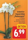 Schmetterlingsorchidee "Phalaenopsis" für 6,99 € bei E center im Angebot Schmetterlingsorchidee "Phalaenopsis" im aktuellen E center Prospekt