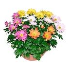 Coupe de chrysanthème - Carrefour à Livry-Gargan Coupe de chrysanthème en promo chez Carrefour Livry-Gargan à 3,99 €