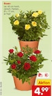 Rosen von  im aktuellen Netto Marken-Discount Prospekt für 4,99 €