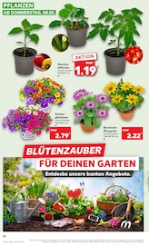 Gurkenpflanze im Kaufland Prospekt in Osnabrück Aktueller Kaufland Prospekt mit Gurkenpflanze, "Aktuelle Angebote", Seite 24
