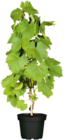 Hagebaumarkt Bruckmühl Prospekt mit  im Angebot für 19,99 €