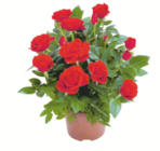 toom Baumarkt Marienberg - Topfrose Angebot im Prospekt Topfrose bei toom Baumarkt im Marienberg Prospekt für 5,99 €