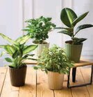 Plantes vertes dans le catalogue Super U
