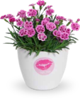 Stauden-Nelke "Pink Kisses" im Angebot bei OBI in Amberg Stauden-Nelke "Pink Kisses" Angebote bei OBI Amberg für 2,49 €