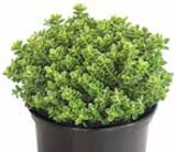 Strauchveronika ‘Green Globe’ im Dehner Garten-Center Prospekt Strauchveronika ‘Green Globe’ von im aktuellen Dehner Garten-Center Prospekt für 2,79 €
