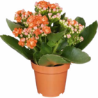 Kalanchoe Angebote bei Netto Marken-Discount Singen für 1,99 €