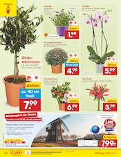 Zimmerpflanzen im Netto Marken-Discount Prospekt in Mönchengladbach Aktueller Netto Marken-Discount Prospekt mit Zimmerpflanzen, "Aktuelle Angebote", Seite 40