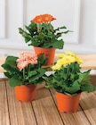 Gerbera Sundays - Super U à Colmar Gerbera Sundays en promo chez Super U Colmar à 3,99 €