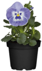 Aktuelle Blumen Angebote bei Globus-Baumarkt in Augsburg Aktuelles Stiefmütterchen oder Hornveilchen Angebot bei Globus-Baumarkt in Augsburg ab 0,79 €
