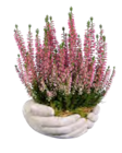 Grab Arrangements im Angebot bei Lidl in Frankfurt Grab Arrangements Angebote bei Lidl Frankfurt für 5,99 €