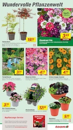 Teichpflanzen Angebot im aktuellen toom Baumarkt Prospekt auf Seite 7