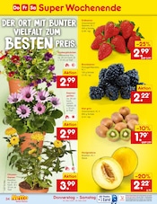 Chrysantheme im Netto Marken-Discount Prospekt in Ingolstadt Aktueller Netto Marken-Discount Prospekt mit Chrysantheme, "Aktuelle Angebote", Seite 42