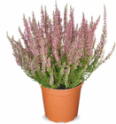 Besenheide Calluna Angebote bei Netto Marken-Discount Ansbach für 1,99 €