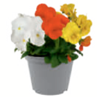 Hornveilchen/Stiefmütterchen im Angebot bei toom Baumarkt in Grevenbroich Hornveilchen/Stiefmütterchen Angebote bei toom Baumarkt Grevenbroich für 0,79 €