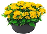 Aktuelles Chrysanthemenschale Angebot bei REWE in Bielefeld ab 3,79 €
