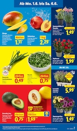 Aktueller Lidl Prospekt mit Lavendel, "LIDL LOHNT SICH", Seite 9