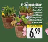 Frühlingsblüher bei E center im Wangen Prospekt für 6,99 €