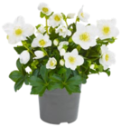 Christrose im Angebot bei Kaufland in Wolfenbüttel Christrose Angebote bei Kaufland Wolfenbüttel für 3,99 €