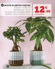 Mixte Plantes Vertes en promo chez Hyper U Caen à 12,99 €