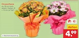 Chrysantheme bei Netto Marken-Discount im Prospekt "" für 4,99 €