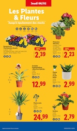 Orchidée Angebote im Prospekt "Moins Cher !" von Lidl auf Seite 35