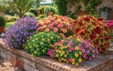 Strahlenchrysantheme im Angebot bei Netto Marken-Discount in Lehrte Strahlenchrysantheme Angebote bei Netto Marken-Discount Lehrte für 2,29 €