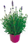 Netto mit dem Scottie Wismar - Lavendel 'Hidcote' Angebot im Prospekt Lavendel 'Hidcote' bei Netto mit dem Scottie im Wismar Prospekt für 1,99 €