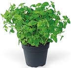 Topfkräuter im Angebot bei REWE in Völklingen Topfkräuter Angebote von REWE Beste Wahl bei REWE Völklingen für 1,29 €