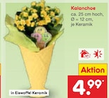 Aktuelle Blumen Angebote bei Netto Marken-Discount in Paderborn Aktuelles Kalanchoe Angebot bei Netto Marken-Discount in Paderborn ab 4,99 €