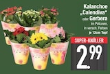 Kalanchoe „Calendiva“ im EDEKA Prospekt Kalanchoe „Calendiva“ im aktuellen EDEKA Prospekt für 2,99 €