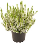 Besenheide Angebote bei Penny Borken für 1,49 €
