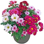 Chrysantheme im REWE Prospekt Chrysantheme von Rewe Beste Wahl im aktuellen REWE Prospekt für 2,99 €